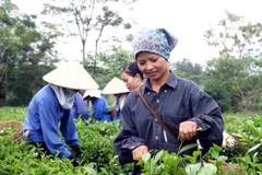 Thu hoạch chè ở Thái Nguyên. (Ảnh: Thái Bình/TTXVN)