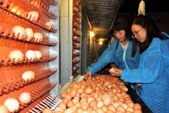 Tất cả các công đoạn thu trứng đến đóng gói đều được sử dụng thiết bị tự động hiện đại. (Ảnh: Thanh Tâm/Vietnam+))