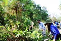 Phát quang bụi rậm tại rừng phòng hộ Chùa Hương Tích. (Ảnh: Hoàng Ngà/TTXVN)