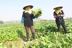 Nông dân thu hoạch rau trồng theo tiêu chuẩn VietGAP tại Bắc Giang. (Ảnh: Thanh Tâm/Vietnam+)