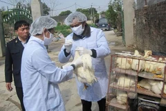 Cán bộ thú y tiêm vắcxin phòng dịch cúm H5N1 cho đàn gia cầm. (Ảnh: Hải Yến/TTXVN)