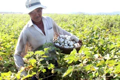 Ảnh minh họa: Nông dân thu hoạch bông vải. (Nguồn: Thế Lập/TTXVN)