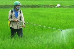 Nông dân phun thuốc trừ cỏ và sâu bệnh cho lúa. (Ảnh: Đoàn Hữu Trung/TTXVN)
