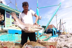 Ngư dân Bạc Liêu trúng mùa cá biển. (Ảnh: Huỳnh Sử/TTXVN)