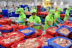 Chế biến cá tra xuất khẩu tại Đồng Tháp. (Ảnh: An Hiếu/TTXVN)