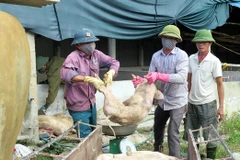 Ảnh minh họa: Lực lượng chức năng kiểm đếm và đưa lợn bị bệnh đi tiêu hủy ở Hà Tĩnh. (Ảnh: Công Tường/TTXVN)