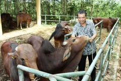 Lập Ban chỉ đạo chương trình “Bò giống giúp người nghèo biên giới”