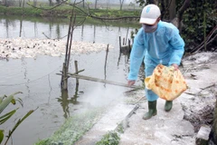 Phát hiện chim trĩ đỏ nuôi tại Lào Cai bị nhiễm virus cúm H5N6