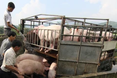 Cung cấp lợn thương phẩm cho thị trường. (Ảnh: Vũ Sinh/TTXVN)