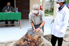 Ảnh minh họa. (Nguồn: Trần Lê Lâm/TTXVN)