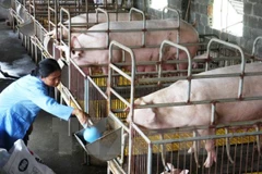 Nông dân chăm sóc đàn lợn nái tại Hưng Yên. (Ảnh: Đình Huệ/TTXVN)