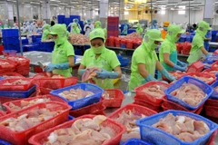 Chế biến cá tra phục vụ xuất khẩu ở Đồng Tháp. (Ảnh: An Hiếu/TTXVN)