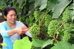 Ảnh minh họa. (Nguồn: Trần Tuấn/TTXVN)