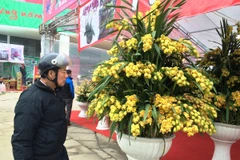 Những chậu Địa lan "khủng" thu hút người mua. (Ảnh: Thanh Tâm/Vietnam+)