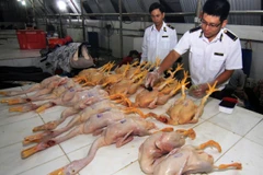 Nhân viên Thú y kiểm tra cơ sở giết mổ gia cầm trước khi lưu thông ra tại thị trường. (Ảnh: Vũ Sinh/TTXVN)