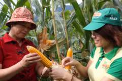 Hơn 24.000 nông dân sẽ được tiếp cận với mô hình ngô biến đổi gen 