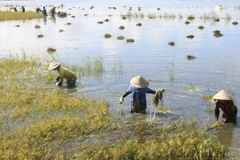 Gặt lúa ngập nước ở Hậu Giang. (Ảnh: Duy Khương/TTXVN