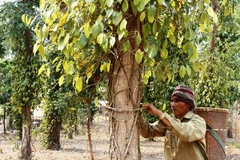 Tăng cường chống hạn, xâm nhập mặn và chủ động ứng phó El Nino