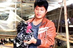 Gà Quý phi có phần lông trên đầu nhô lên và có mào tựa như chiếc vương miện trông rất quý phái. (Ảnh: Thanh Tâm/Vietnam+)