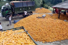 Ảnh minh họa: Điểm thu mua xay xát ngô ở Sơn La. (Nguồn: Đình Huệ/TTXVN)