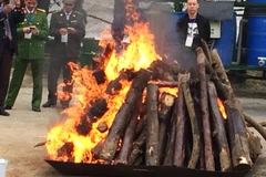 Đây là lần đầu tiên Việt Nam tiến hành tiêu hủy hơn 2 tấn ngà voi và sừng tê giác, là tang vật của các vụ buôn bán động vật hoang dã trái pháp luật. (Ảnh: Thanh Tâm/Vietnam+) 