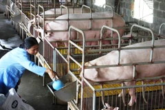 Nông dân chăm sóc đàn lợn nái tại Hưng Yên. (Ảnh: Đình Huệ/TTXVN)