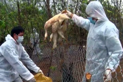 Lực lượng chức năng tỉnh Lai Châu tiến hành tiêu hủy gia cầm dương tính với virus cúm gia cầm H5N6. (Ảnh: Nguyễn Công Hải/TTXVN)