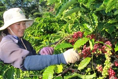 Người dân thu hoạch càphê tại Đắk lắk (Ảnh: Phạm Cường/TTXVN)