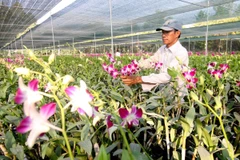 Gương nông dân sản xuất giỏi nhiều năm ở Đồng Tháp. (Ảnh: Vũ Sinh/TTXVN)