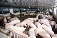 Nhiều chủ chăn nuôi lớn đang trở thành con nợ do giá lợn thịt liên tiếp 'lao dốc'. (Ảnh: Vũ Sinh/TTXVN)