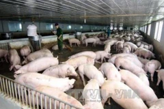 Nhiều chủ chăn nuôi lớn đang trở thành con nợ do giá lợn thịt liên tiếp 'lao dốc'. (Ảnh: Vũ Sinh/TTXVN)