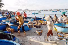 Hoạt động khai thác thủy hải sản sau sự cố môi trường Formosa đã cơ bản phục hồi. (Ảnh: TTXVN) 