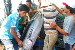 Vận chuyển cà ngừ về bến tại Phú Yên. (Ảnh: Hồng Kỳ/TTXVN)