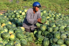 Thu hoạch dưa hấu tại Hậu Giang. (Ảnh: Huỳnh Sử/TTXVN)