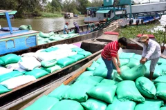 Thành lập đoàn kiểm tra liên ngành việc thu mua tạm trữ lúa, gạo 