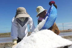 Diêm dân huyện Ninh Hải thu hoạch muối. (Ảnh: Ngọc Hà/TTXVN)