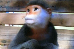 56 quốc gia và vùng lãnh thổ dự hội nghị về bảo tồn loài linh trưởng