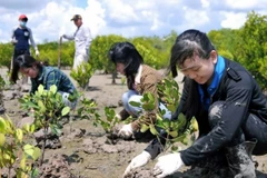 Đoàn viên thanh niên trồng rừng tại khu vực rừng phòng hộ Cần Giờ, Thành phố Hồ Chí Minh. (Ảnh: An Hiếu/TTXVN)
