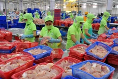 Chế biến cá tra phục vụ xuất khẩu. (Ảnh: An Hiếu/TTXVN)