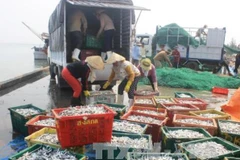 Vận chuyển cá đi tiêu thụ ở Quảng Trị. (Ảnh: Thanh Thủy/TTXVN)