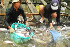 Sản lượng tôm nuôi và cá tra giảm mạnh do dịch bệnh và thời tiết