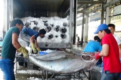 Thu mua cá ngừ đại dương ở Khánh Hòa. (Ảnh: Nguyên Lý/TTXVN)