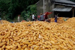 Chính thức áp dụng sản xuất đại trà 3 giống ngô biến đổi gen 