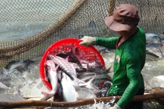 Thu hoạch cá tra ở An Giang. (Ảnh: Công Mạo/TTXVN)