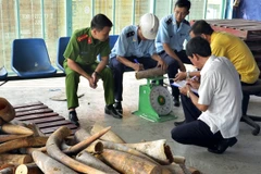 Lực lượng chức năng phát hiện hàng trăm khúc ngà voi buôn bán trái phép. (Ảnh: Tuấn Anh/TTXVN)