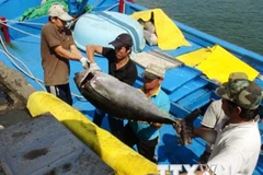 Vận chuyển cá ngừ đại dương lên bờ. (Ảnh: Nguyên Lý/TTXVN)