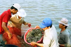 Thu hoạch tôm nuôi ở Bạc Liêu. (Ảnh: Huỳnh Sử/TTXVN) 