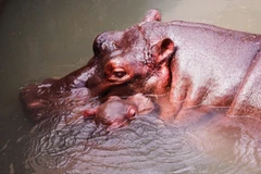 Niềm vui liên tục vỡ òa sau khi chú hà mã con “Champion” được khai sinh đúng ngày 15/12