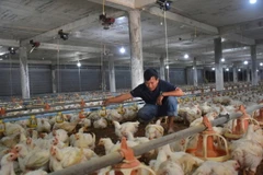 Các sản phẩm của trang trại nuôi gà của Hợp tác xã Nông nghiệp công nghệ cao Long Thành Phát tại huyện Xuyên Mộc đã được xuất đi Nhật Bản. (Ảnh: Hoàng Nhị/TTXVN)