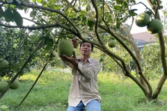 Thu hoạch bưởi da xanh tại Hợp tác xã bưởi đã xanh Sông Xoài, thị xã Phú Mỹ, tỉnh Bà Rịa-Vũng Tàu. (Ảnh: TTXVN phát)